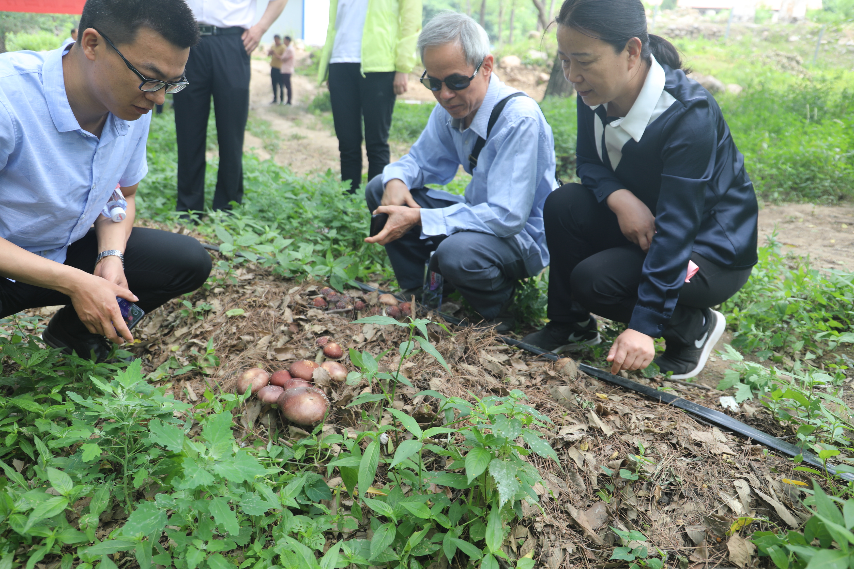 2黄思良教授到社旗县国有林场赤松茸种植基地进行现场指导.JPG